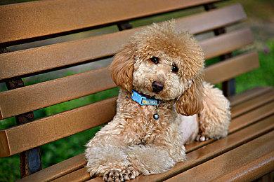 《绝地求生》母公司在加拿大开设首家3A工作室